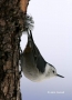 White-breasted-Nuthatch;Nuthatch;New-Mexico;Southwest-USA;One;one-animal;avifaun